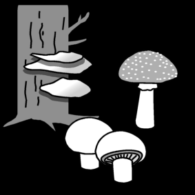 Paddestoelen