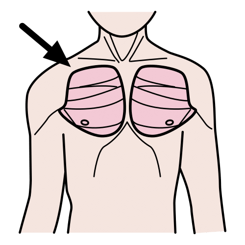 pectorales