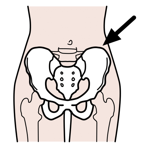 pelvis