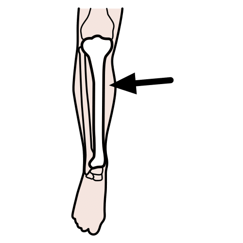 tibia