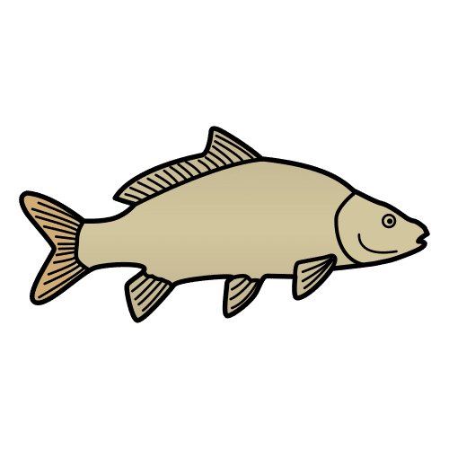 carp