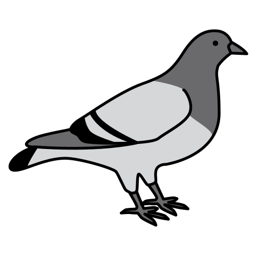 pigeon