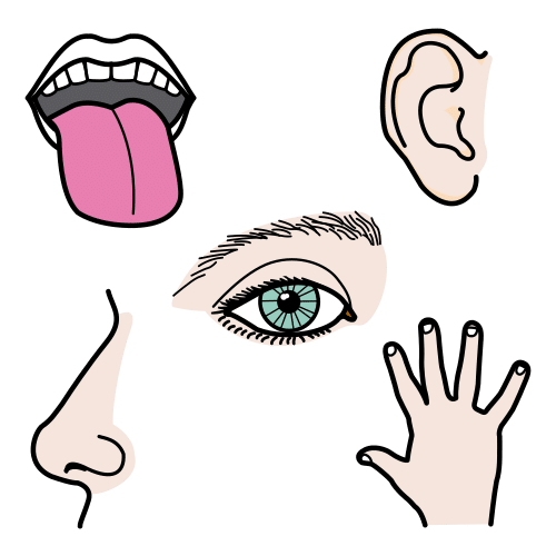 senses