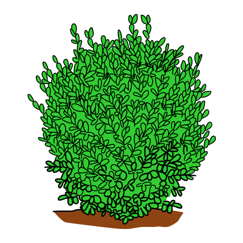 buxus