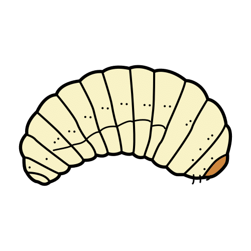 larva