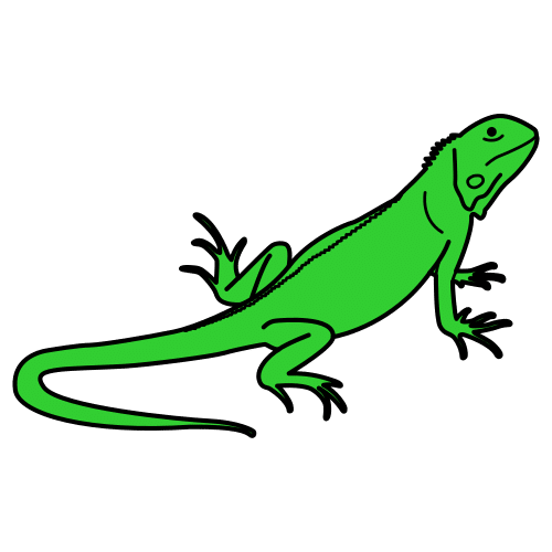 iguana