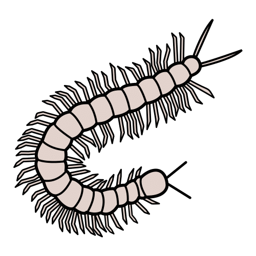 millipede