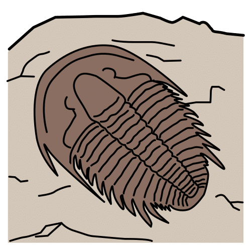 trilobite