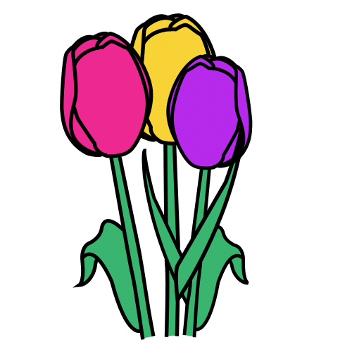tulipanes