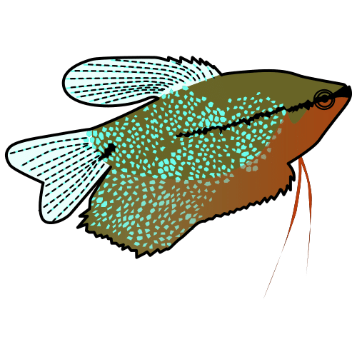 gourami