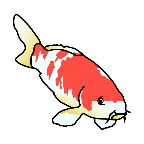 carpa koi