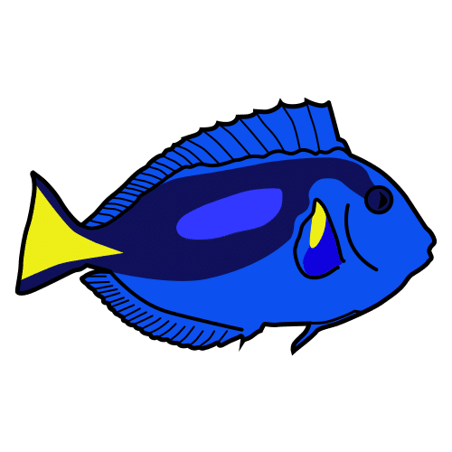 blue surgeonfish