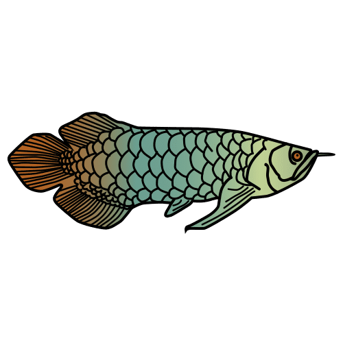 australian arowana