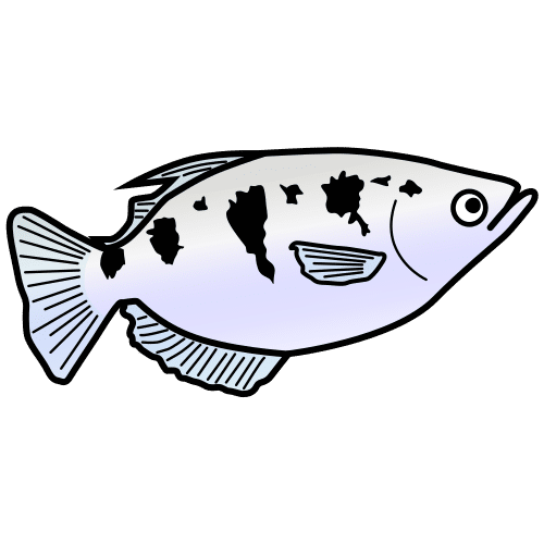 archerfish