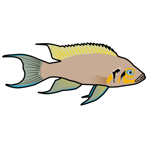 princess cichlid