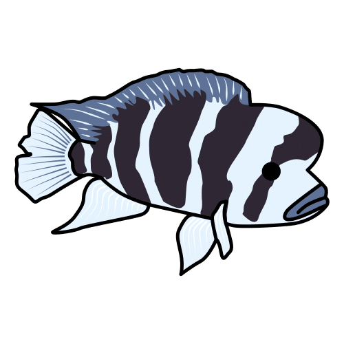 hump-head cichlid