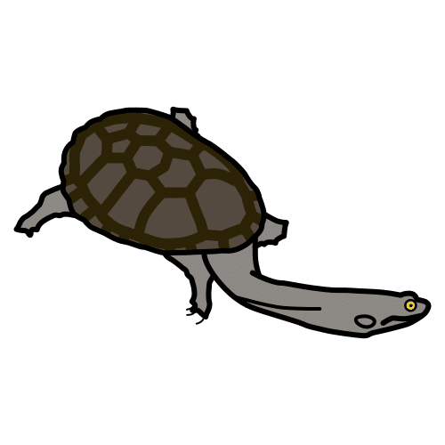 eastern long-necked turtle