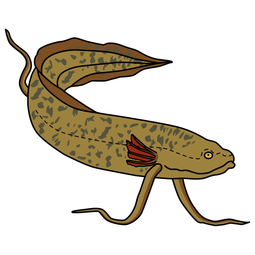 marbled lungfish