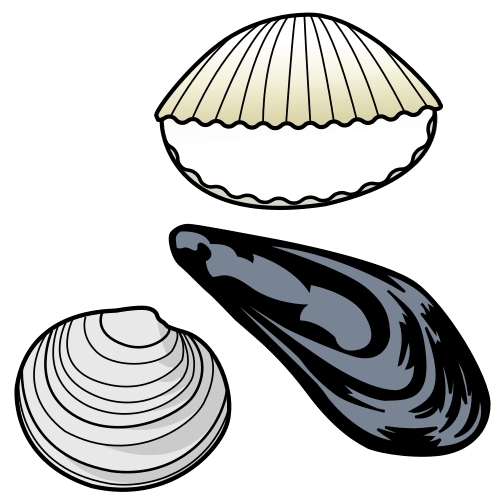 shell