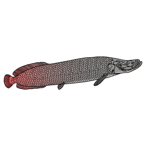 arapaima