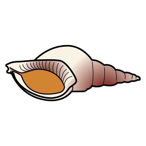 conch