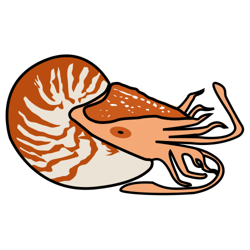 nautilus