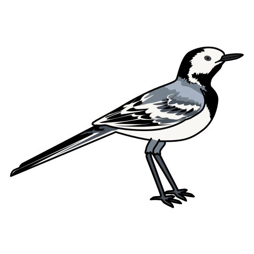 wagtail
