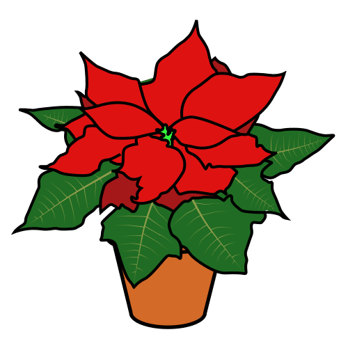 poinsettia