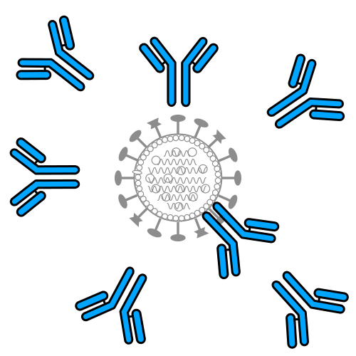 antibodies