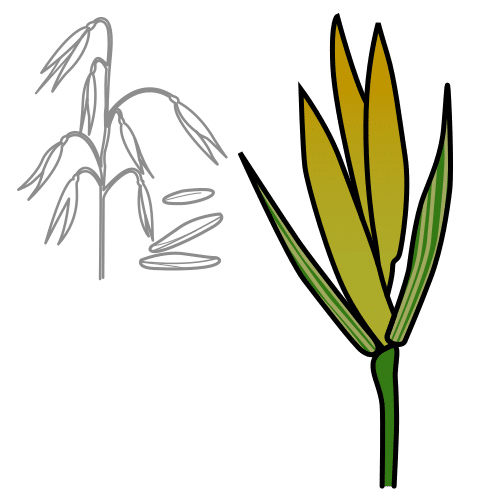 oat spikelet