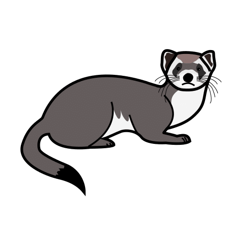 ferret