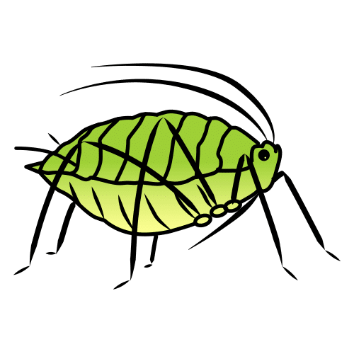 greenfly