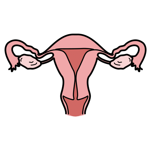 reproductive system