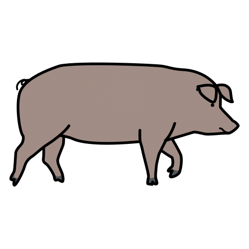 Iberian pig