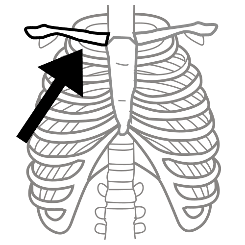 collarbone