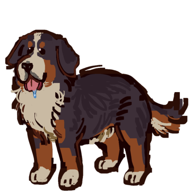 Bernese mountain dog