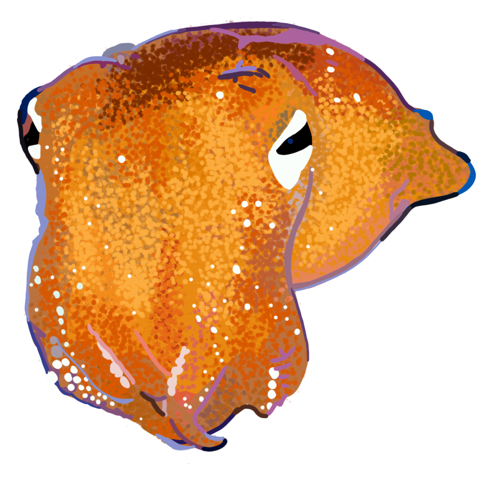 bottle-tailed squid