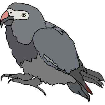 African grey parrot