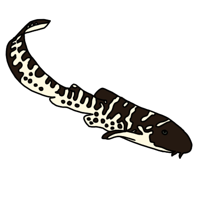 zebra shark pup