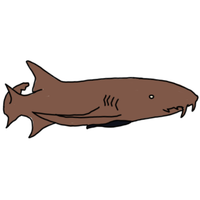 nurse shark