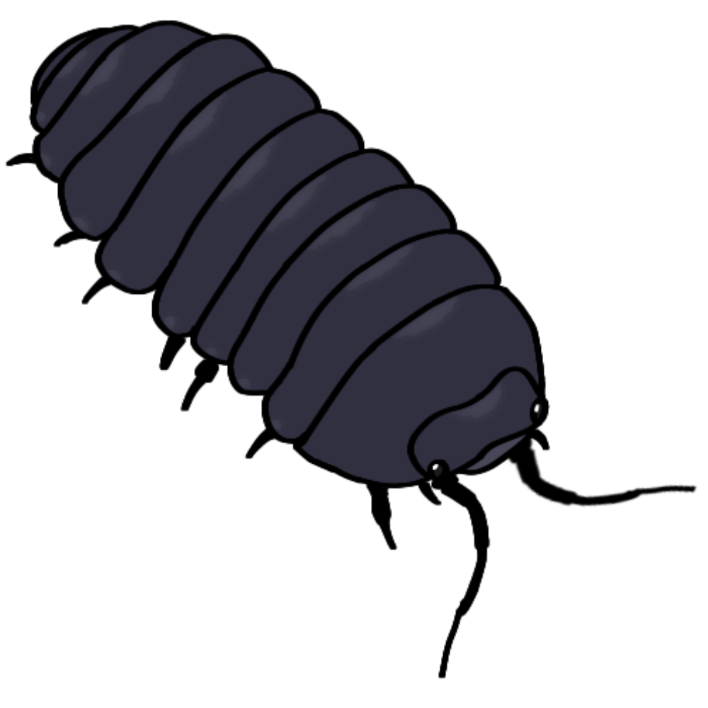 Armadillidium vulgare (common pill bug)