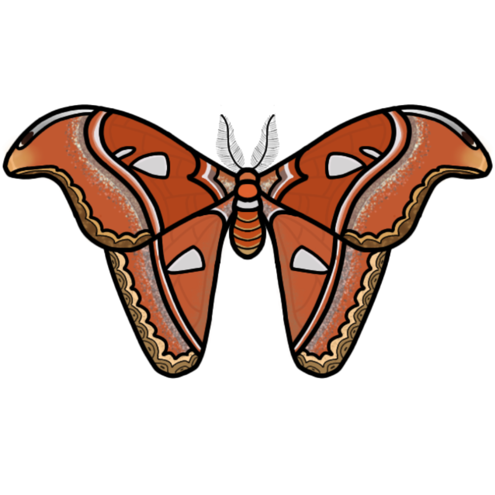 Attacus atlas (Atlas moth)