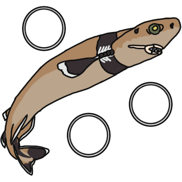 cookiecutter shark