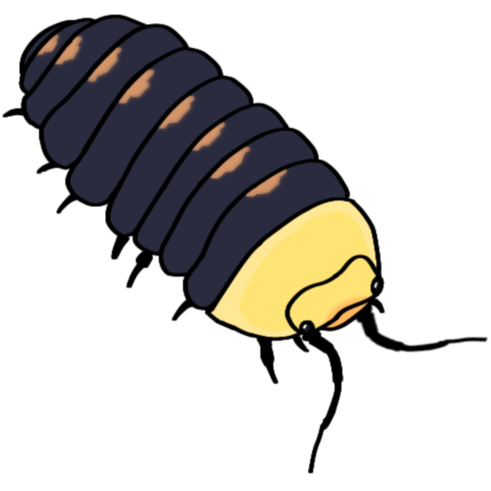 Cubaris sp (rubber ducky pill bug)