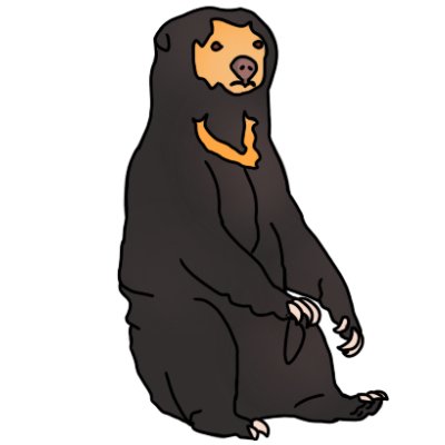 sun bear