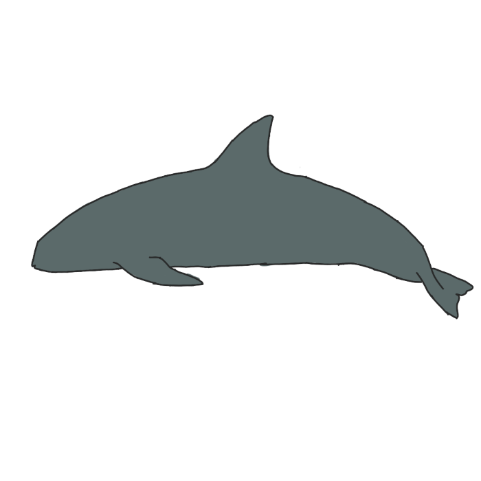 vaquita