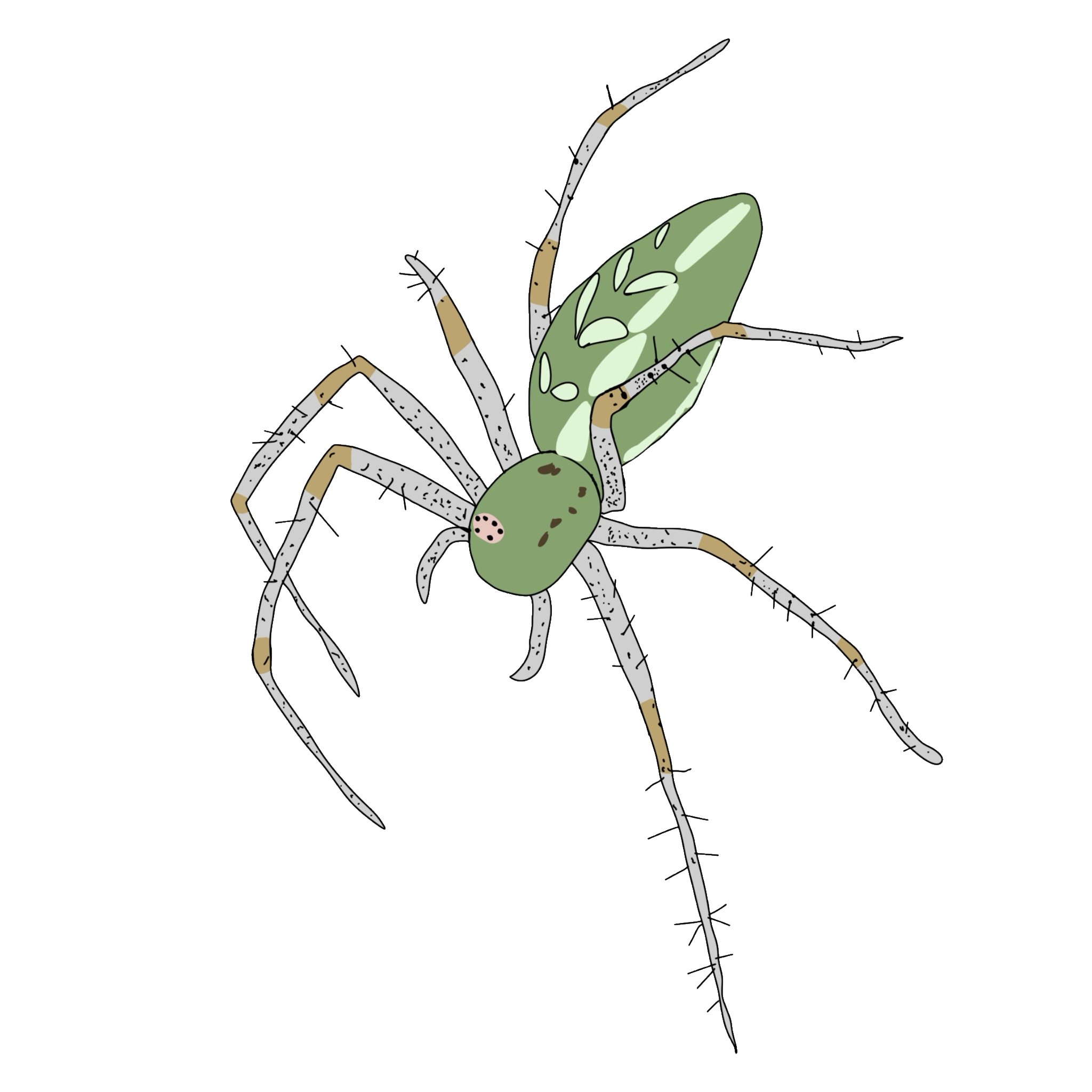 Peucetia viridans/Green Lynx Spider