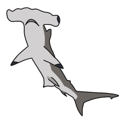 scalloped hammerhead shark