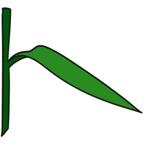 linear (leaf shape)