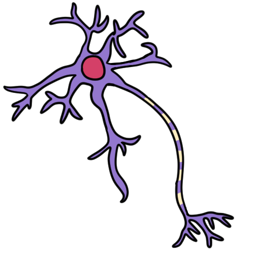 neuron